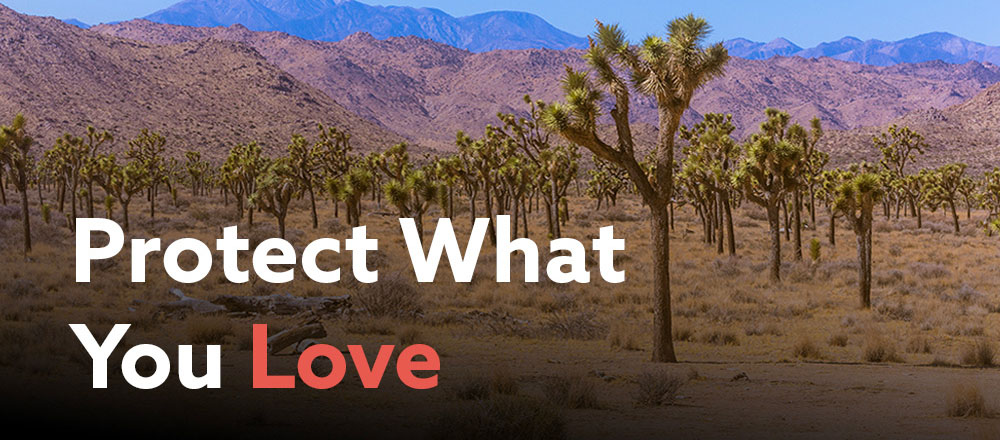 Protect What You Love