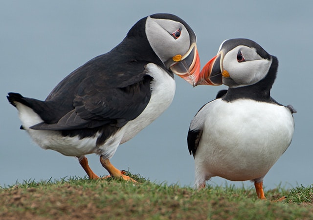 Two atlantic puffins