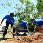 Three SCA crew members planting tree