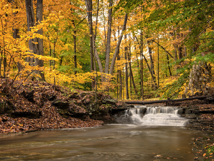 Golden fall leaves above creek at Cleveland park.