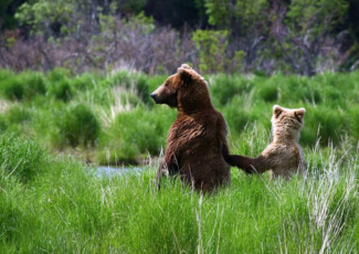 Mother grizzly bear and cub at Katmai National Park in Alaska