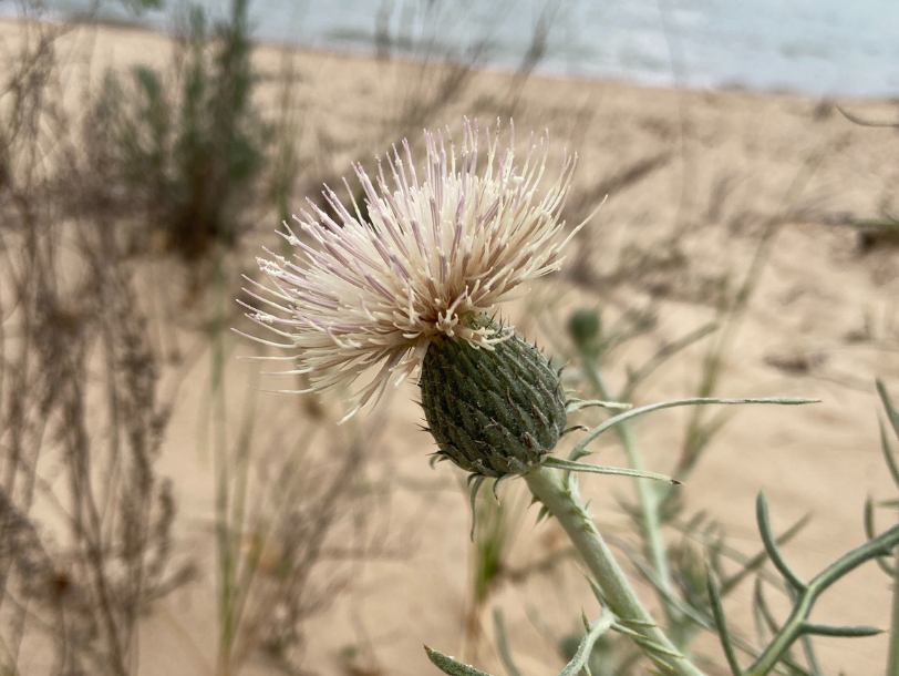 Pitcher's thistle on the shore