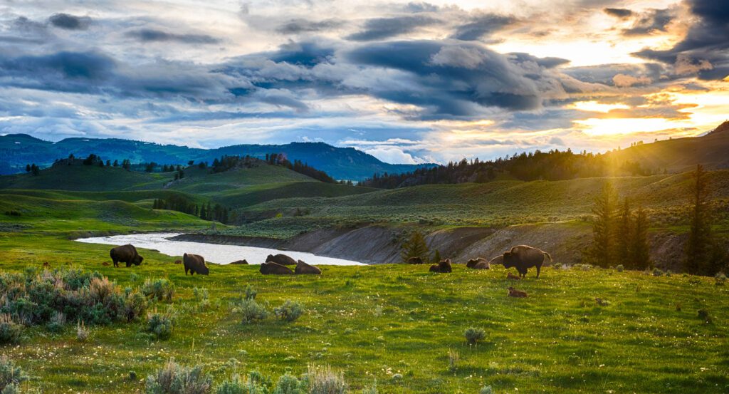 A river running through a field at Yellowstone National Park with mountains in the background and bison in the foreground.