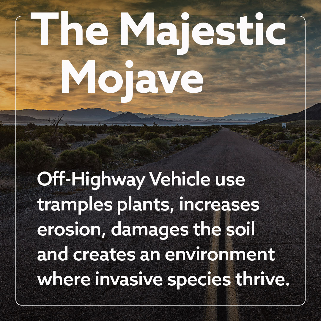 Majestic Mojave 