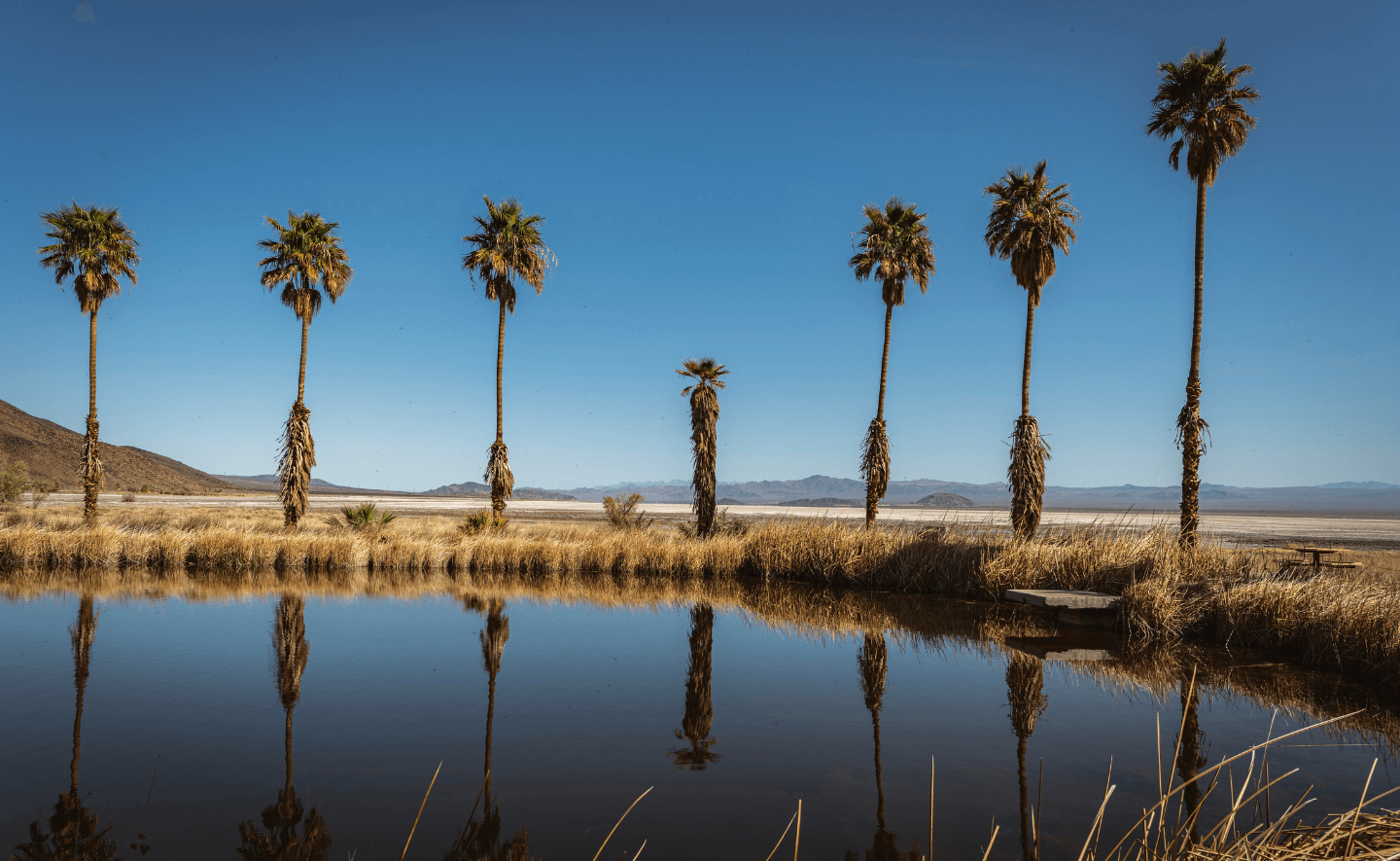 Six palm trees in Mojave Desert near a pond