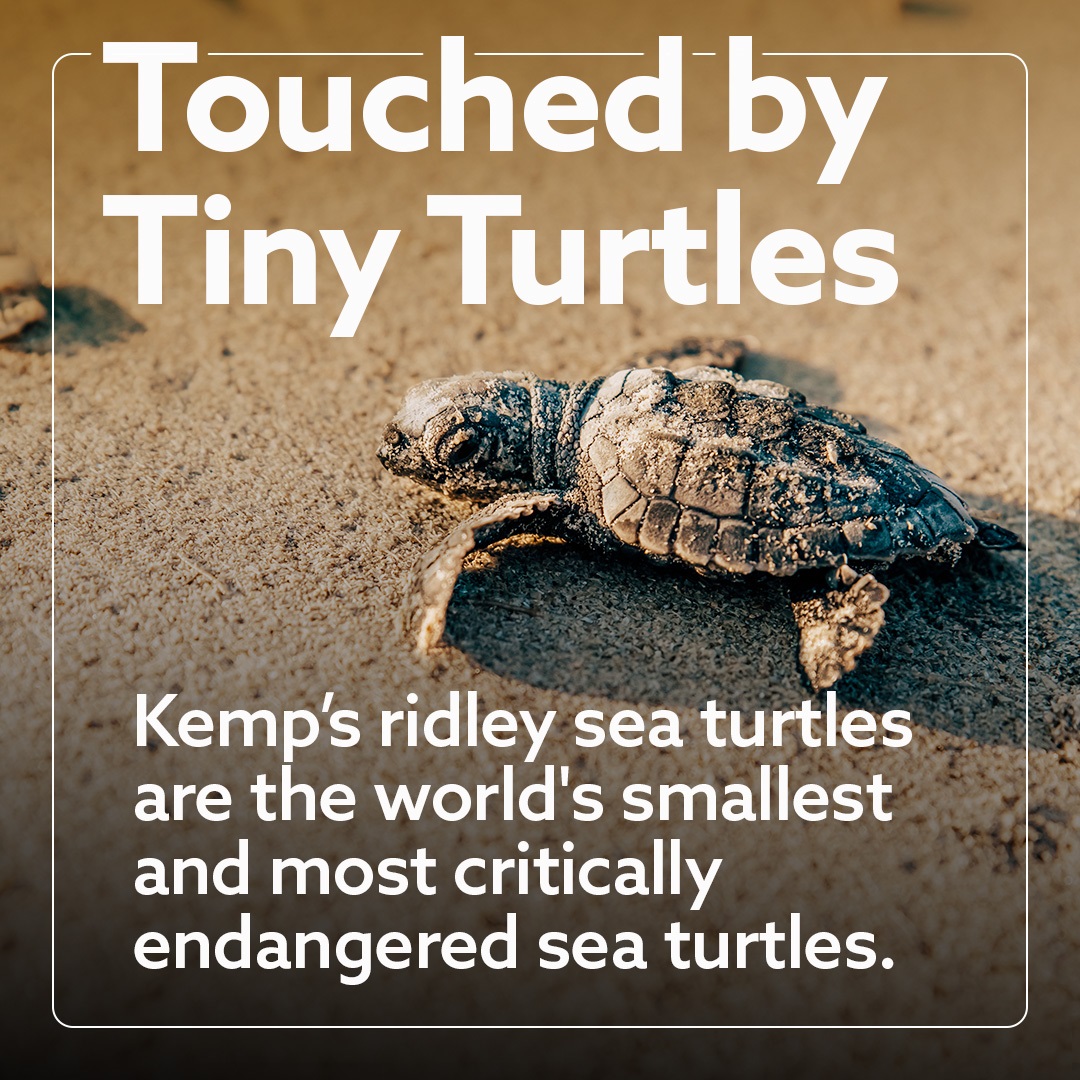 Touched by Tiny Turtles Sea Turtles blurb