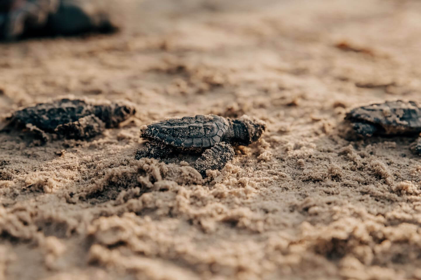 Several Kemps Ridley sea turtles on the beach.