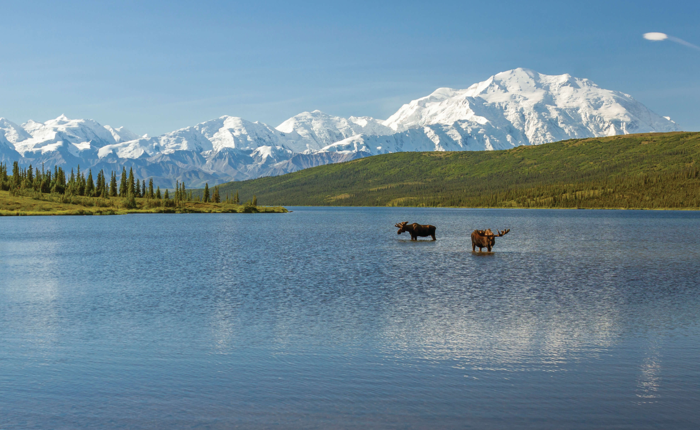 Two moose in a lake with snow capped mountains in the background.
