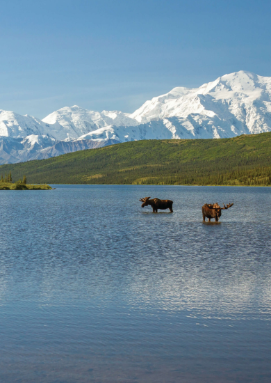 Two moose in a lake with snow-capped mountains in the background.