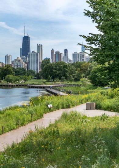 Chicago Skyline, river, trees and boardwalk