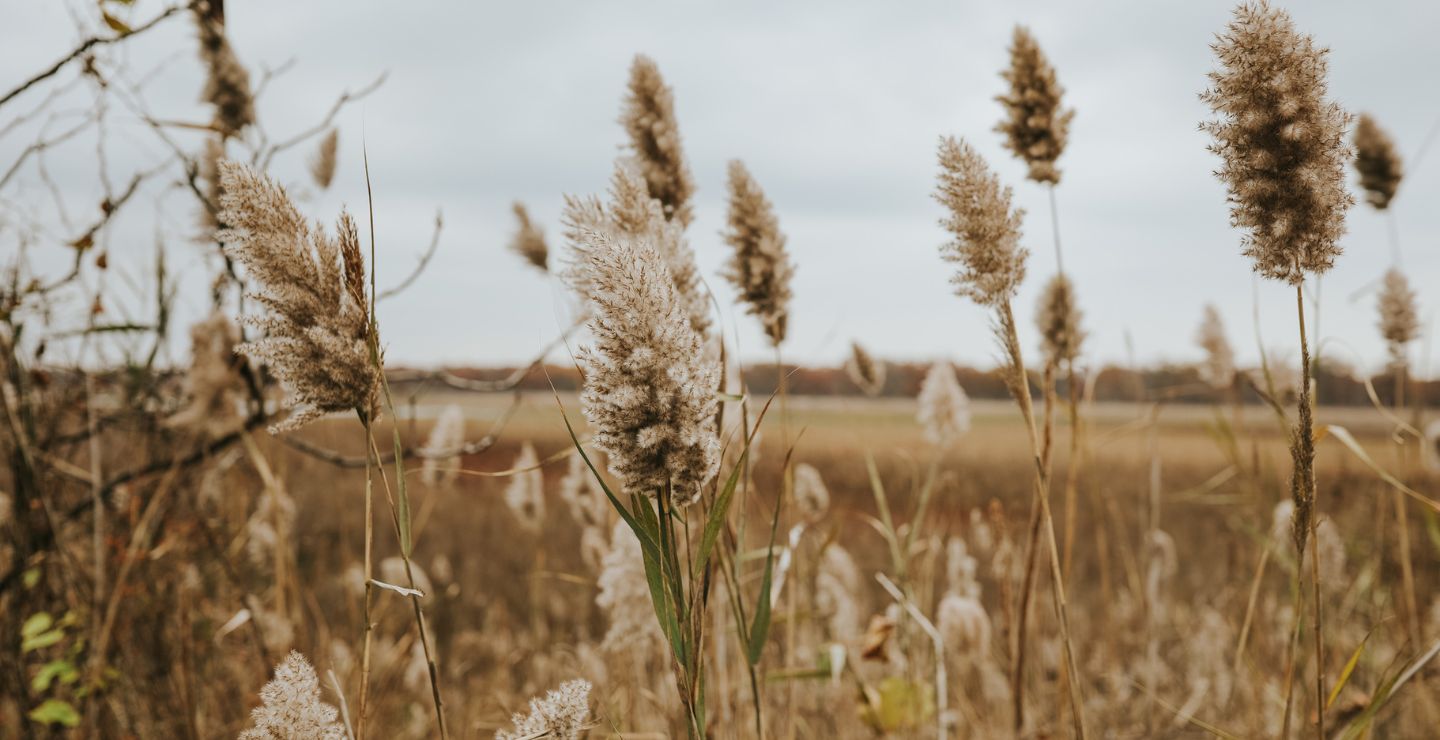 Tall grass at Indiana Dunes National Park