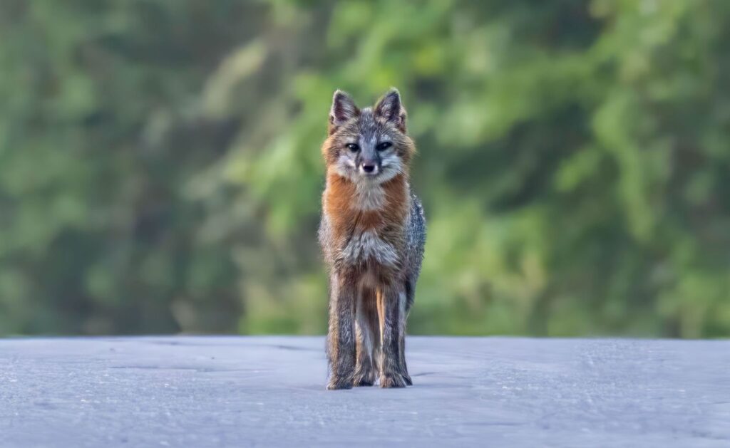 Fox standing in the road along the Appalachian Trail in Maine.