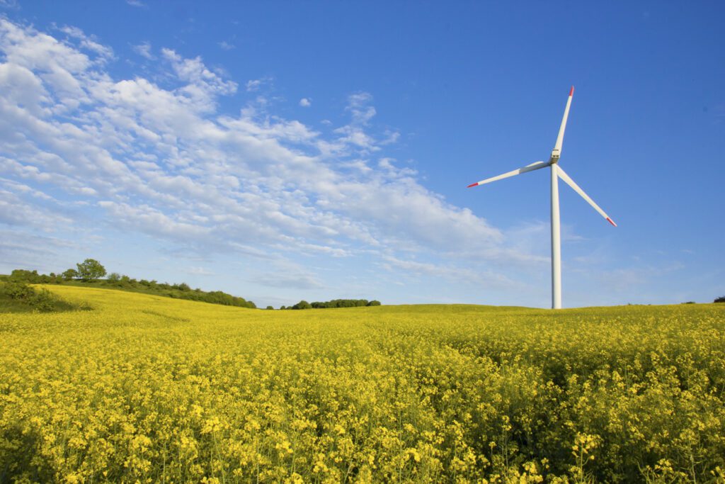 A power-generating windmill in a field of yellow flowers.