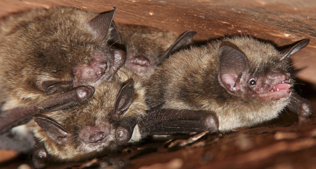 A group of Brown bats nestle together. 