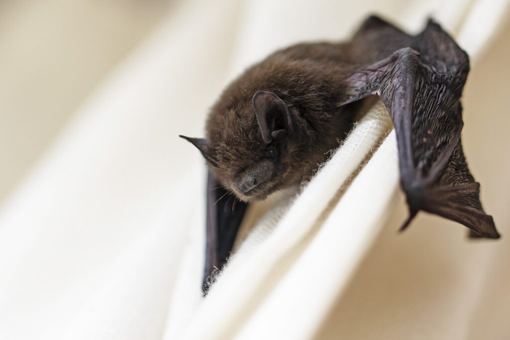 A lone Brown bat clings to a white fabric perch.