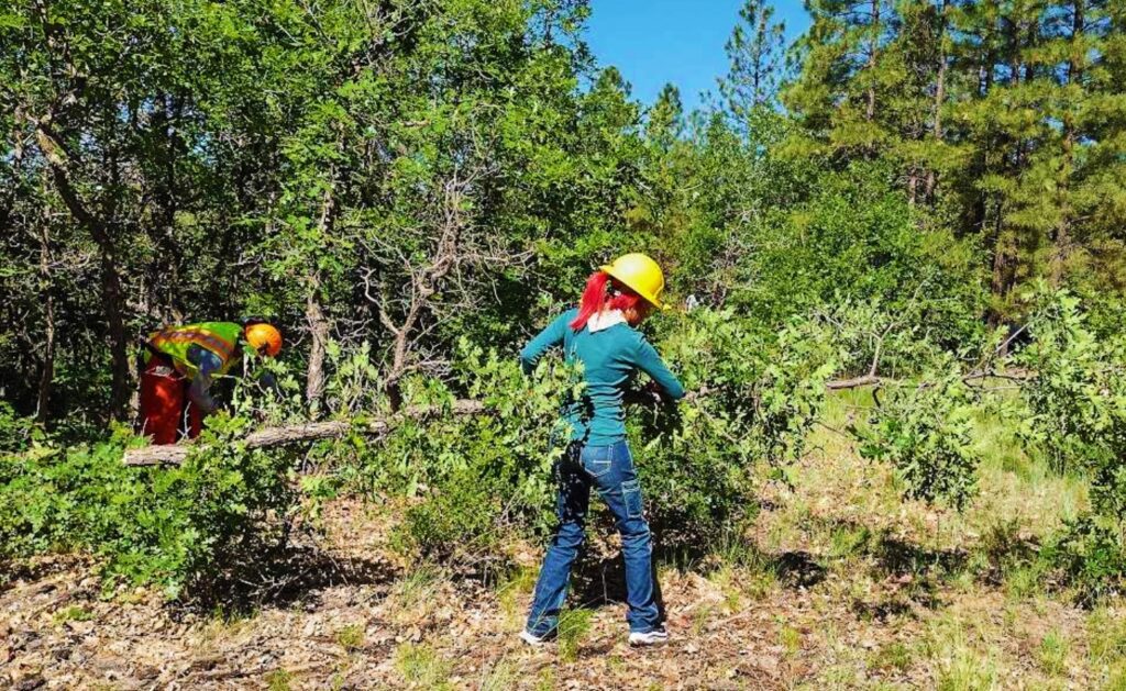 Two individuals work on gathering oak branches for use on a shade ramada at Navajo National Monument. The person in the foreground, with a red ponytail and wearing a yellow hard hat, green long-sleeved shirt, and jeans, is handling a large branch. Another person in the background, dressed in bright safety gear, is engaged in similar work. The area is lush with green foliage, under a clear blue sky.