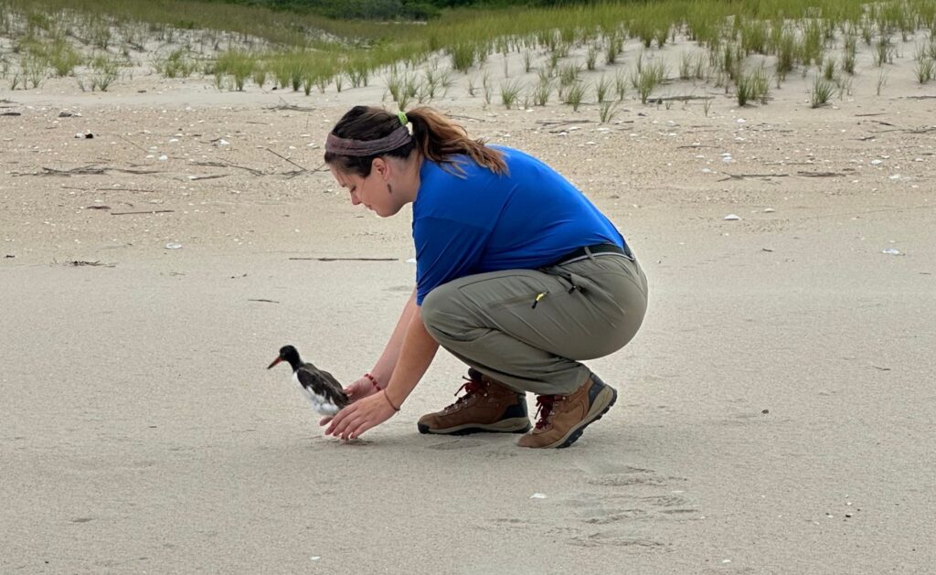 A young woman wearing a blue SCA shirt and khaki pants crouches on a sandy beach, gently releasing a small bird with a black-and-white body and an orange beak. The background features sparse grassy dunes.