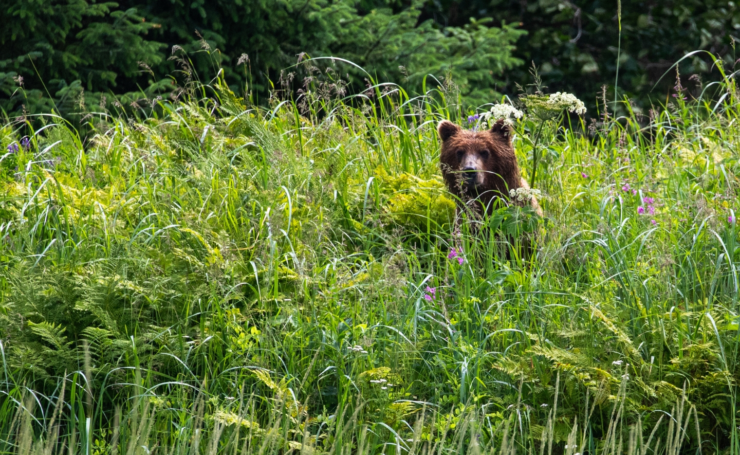 A brown bear peers through tall, lush green grass and wildflowers in a dense, forested environment. The bear's head is framed by the surrounding greenery.