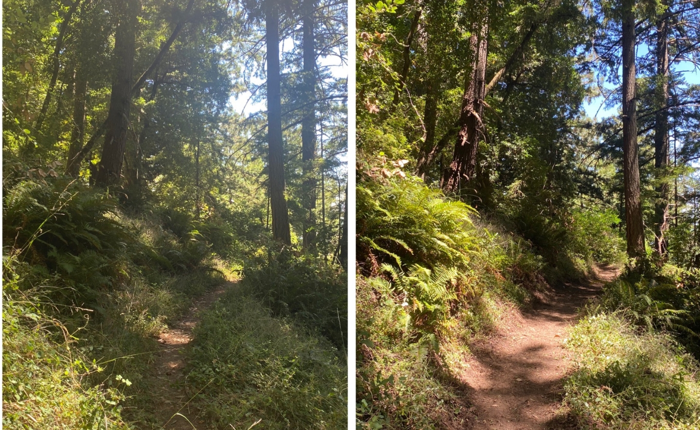 A split view of a forest trail. On the left, a shaded dirt path lined with ferns and dense trees, while on the right, the same trail is shown after being cleared by an SCA crew. Dappled sunlight filters through the trees.