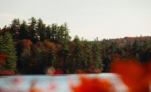 A lake with trees in the background