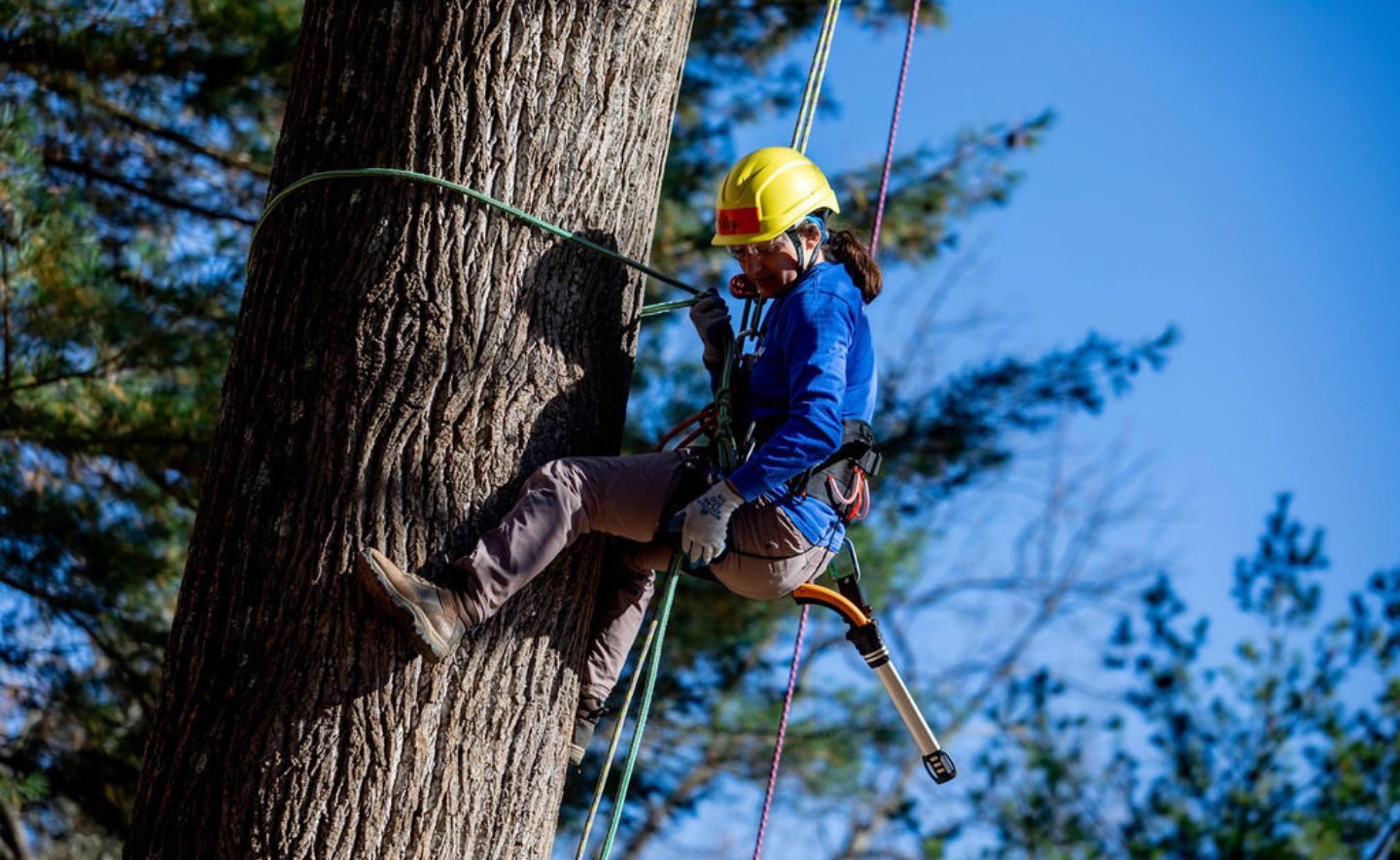 A person climbing a tree using ropes and pulleys