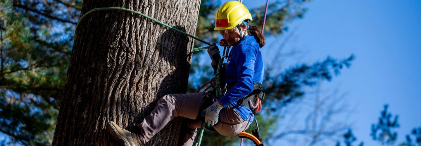 Person climbing tree with ropes and pulleys