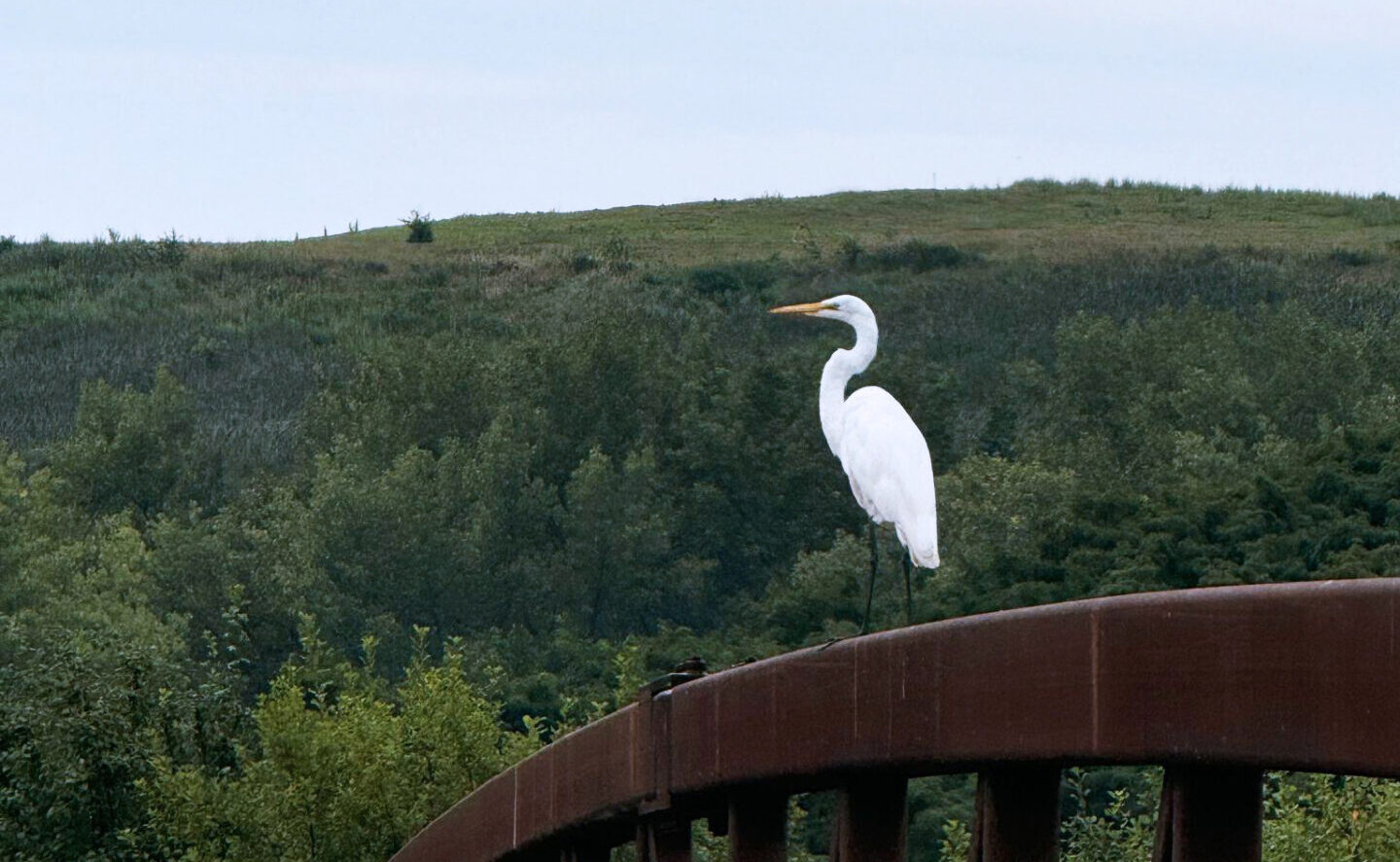 A Great Egret perched on a bridge at Big Marsh Bike Park in Chicago, IL.