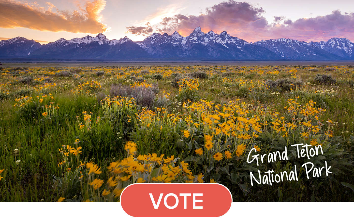 Yellow flowers fill the prairie of Grand Teton National Park. The snow capped Teton mountains rise in the distance. A red button with the word "Vote" is layered over the bottom of the image.