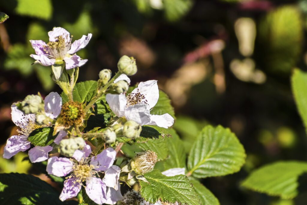 A close-up shot of Himalayan Blackberry flowers blooming.