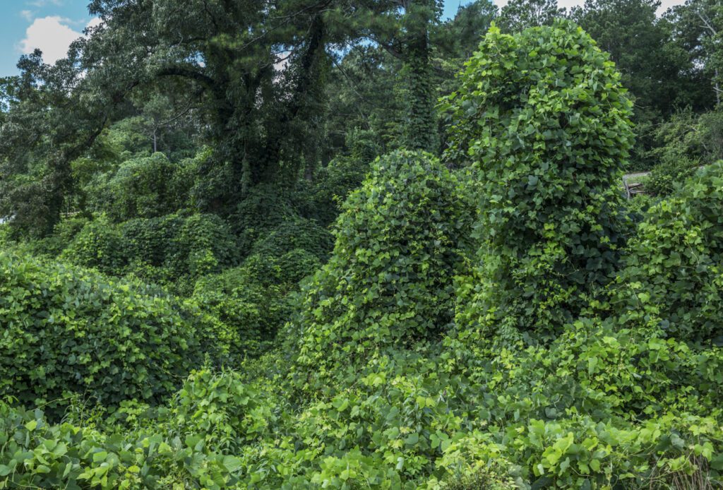 Bright green invasive kudzu vines blanket trees and vegetation.