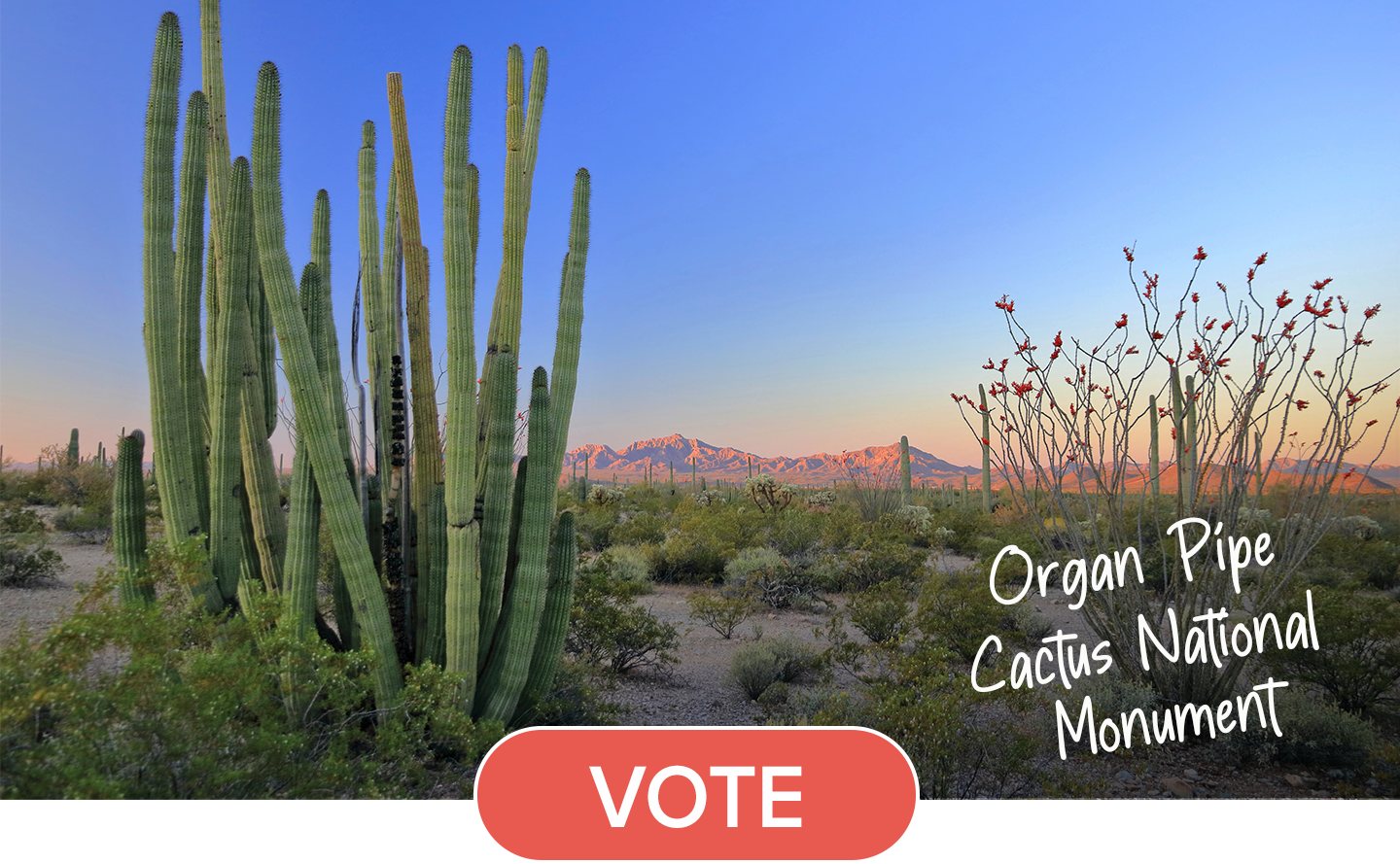 A large organ pipe cactus dominates the landscape at Organ Pipe National Monument on a clear day. A red button with the word "Vote" is layered over the bottom of the image.