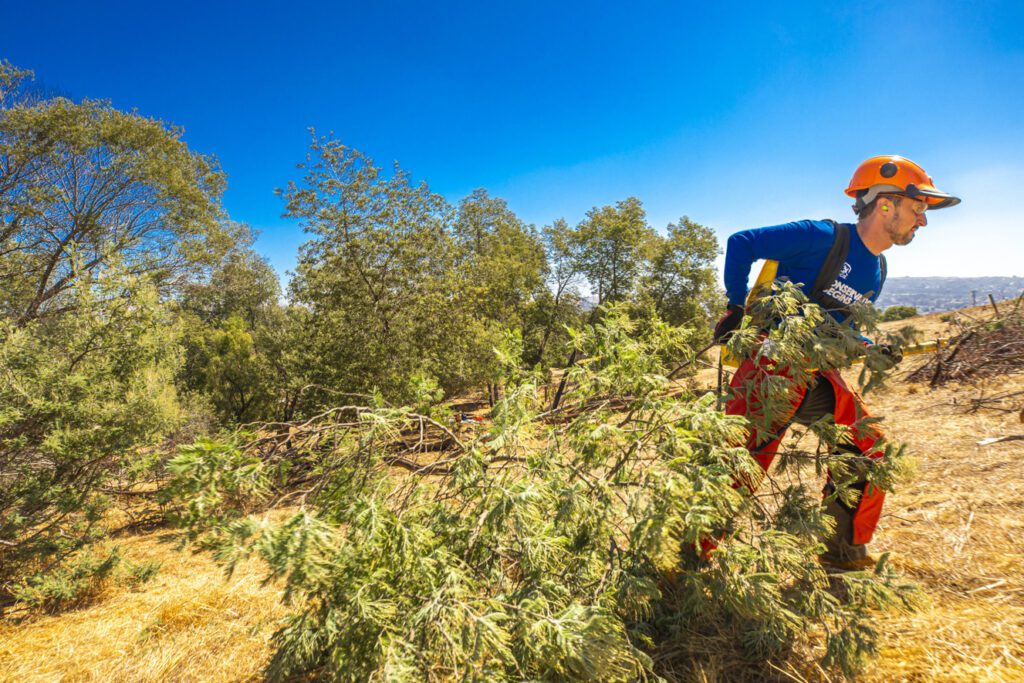 An SCA crew member in a bright blue shirt and orange work helmet drags a felled sapling across a dry landscape backed by a clear blue sky.