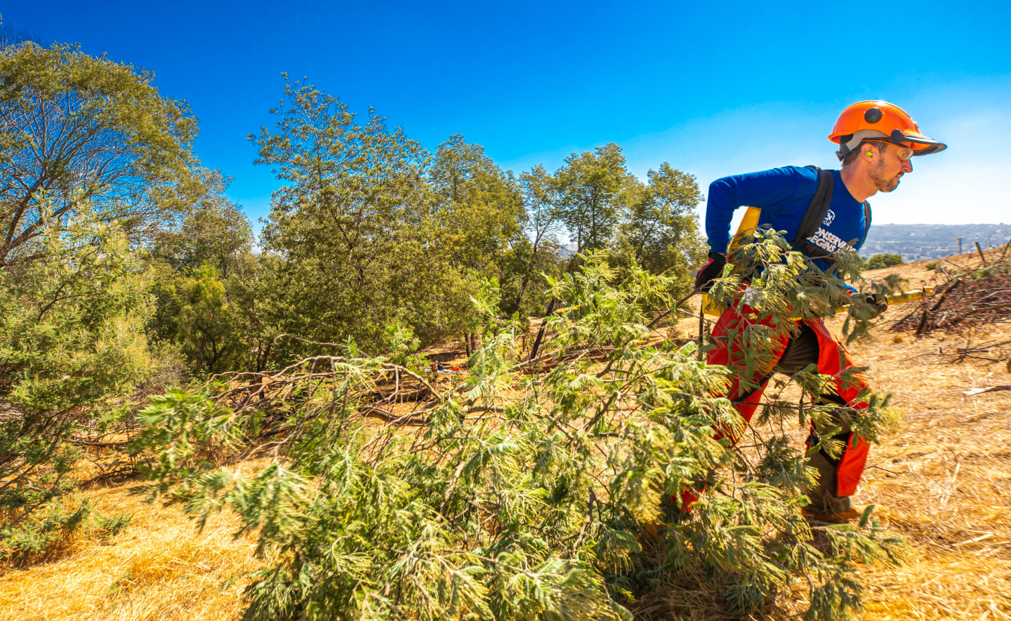 SCA Bay Area Urban Forestry Crew Leader Alex Senauke in an orange helmet and reflective sunglasses works diligently in a field, carrying branches for vegetation management under a clear blue sky.