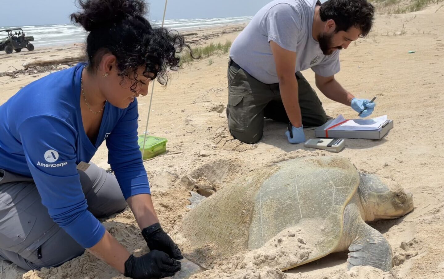 SCA alum Dora Figueroa kneels in the sand behind a nesting Kemp's ridley sea turtle on Padre Island National Seashore