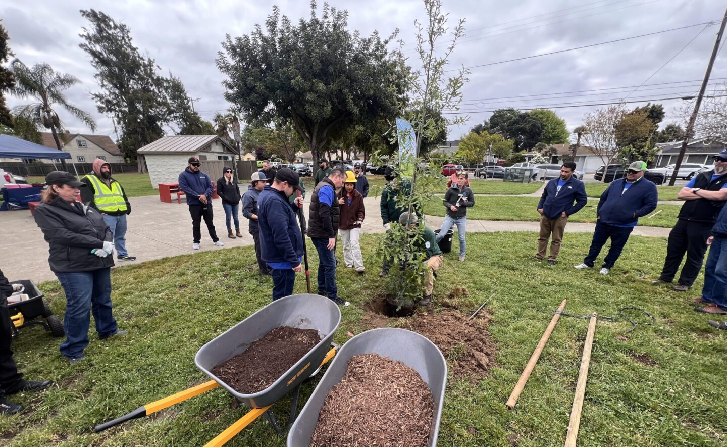 Volunteers plant a tree at Cherryland Park in Hayward, California under cloudy skies. Two large wheelbarrows of mulch sit at the ready in the foreground.