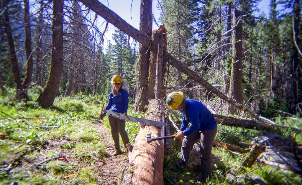 A group of people cutting a tree