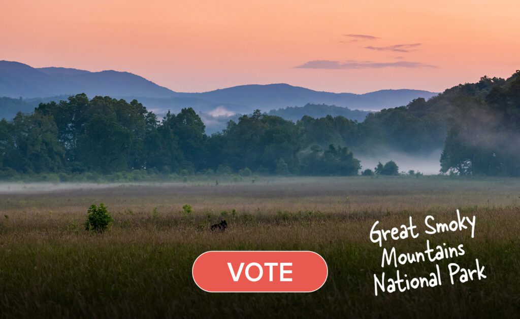 Bear walking through grass with mountains in the background