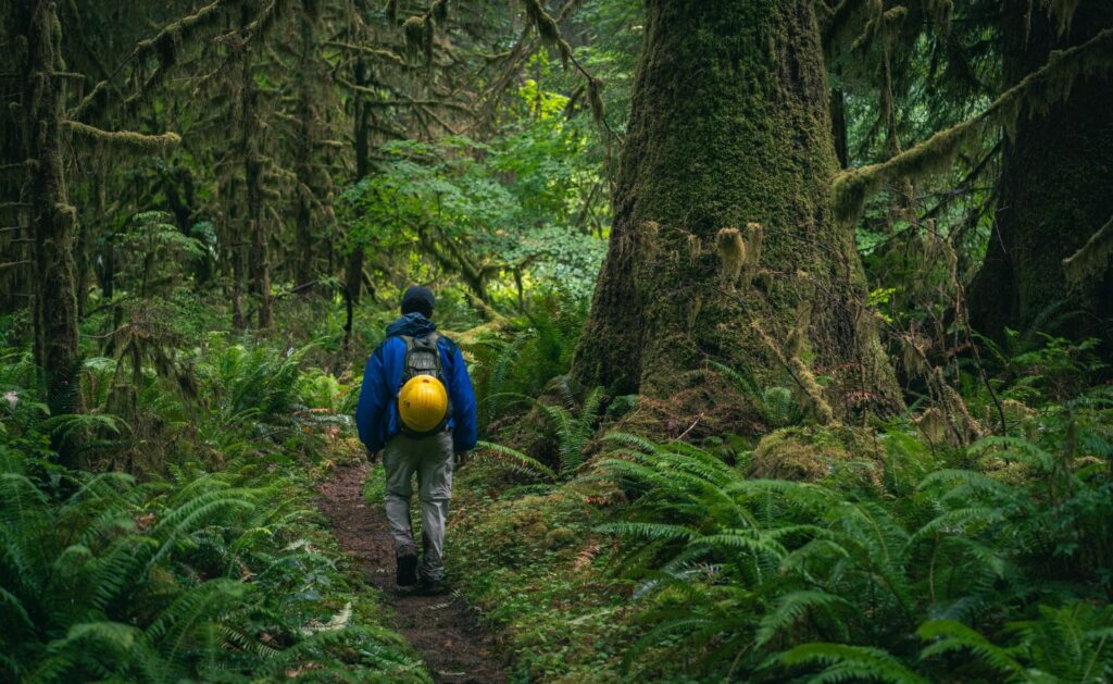 Photograph of an SCA crew member hiking through the dense, green forest with large moss-covered trees and abundant ferns along a narrow dirt path at Olympic National Park in Washington. The crew member is wearing a blue jacket, gray pants and a yellow helmet on their backpack,