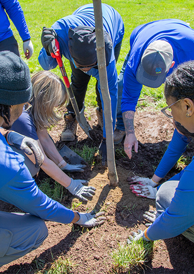 Plant Trees