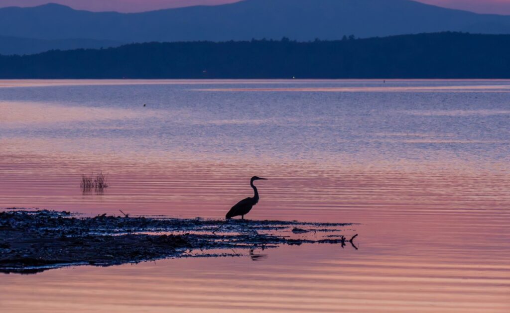 Photograph of a silhouetted heron standing on a muddy shoreline beside calm water at dusk. Pink and purple reflections, rippling waves, distant dark hills, and a smaller wading bird create a tranquil coastal wetland scene.