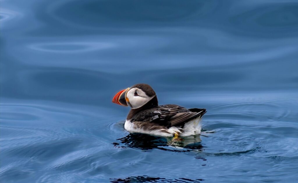 Photograph of an Atlantic puffin floating on calm blue water. Bird has black-and-white plumage, bright orange-and-yellow beak, and subtle ripples surrounding its body.