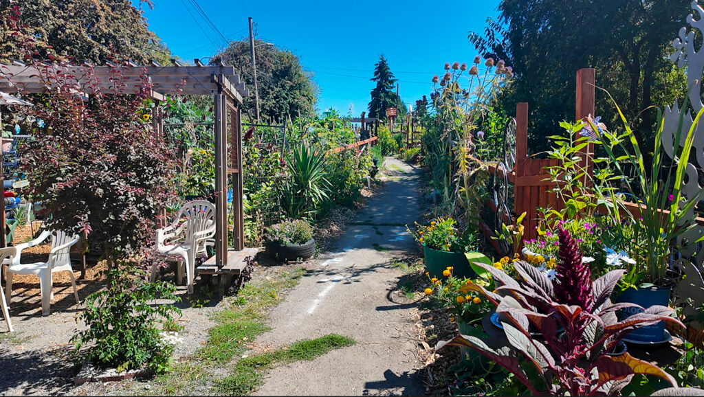 Photograph shows a lush community garden pathway bordered by colorful flowers, succulents, leafy plants and a wood fencing. Bright sunlight, patio chairs, trellis, mature trees, and clear blue sky create a welcoming setting.