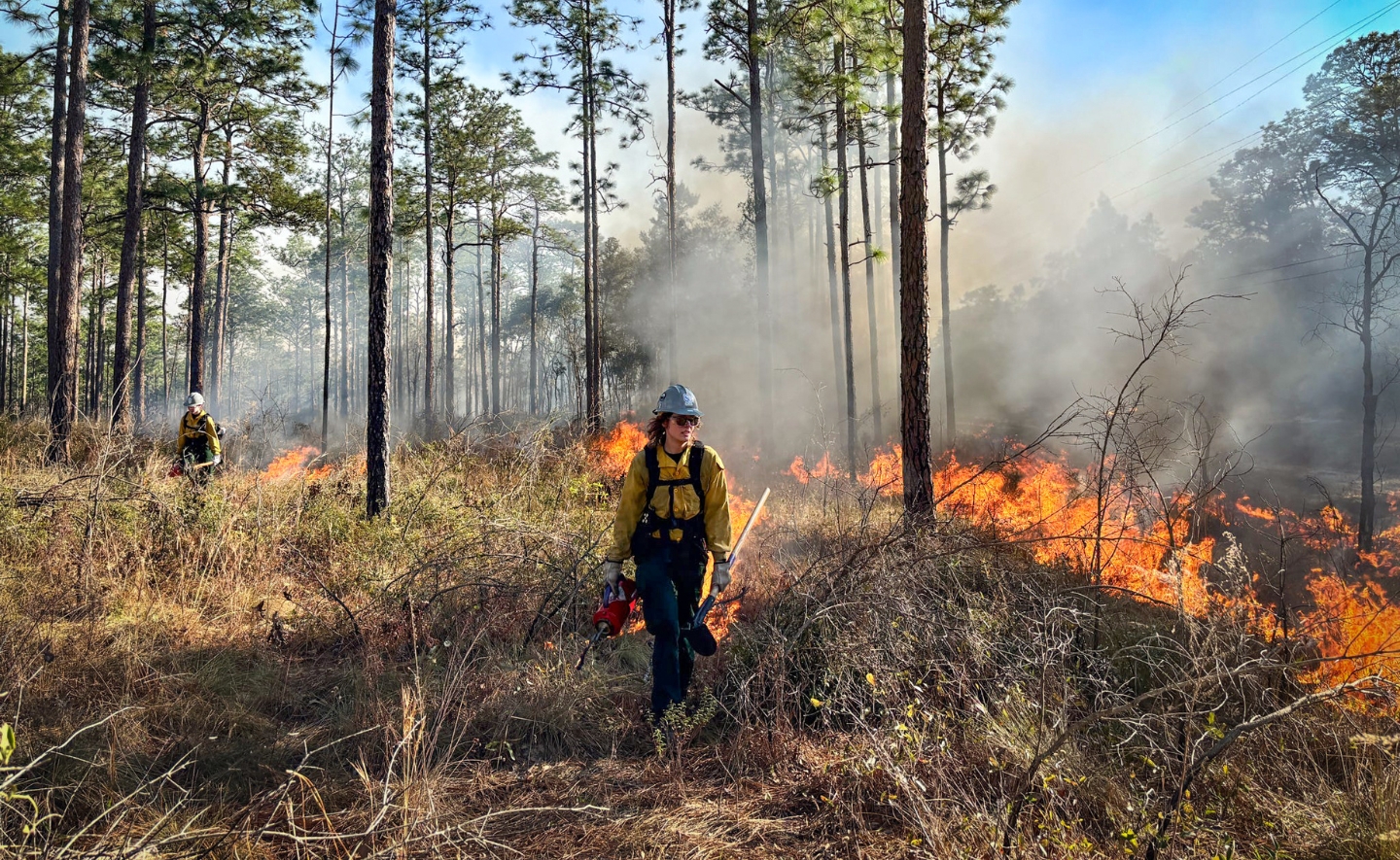 SCA Table Rock Fire Crew members managing a controlled burn in a pine forest to reduce the risk of wildfires.
