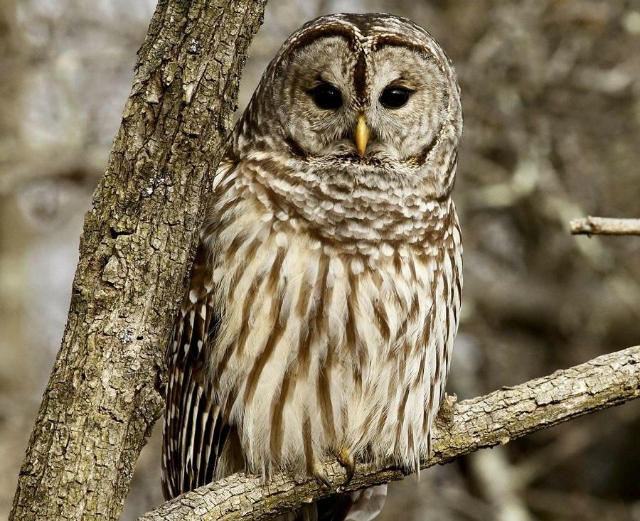 Owl sitting in tree