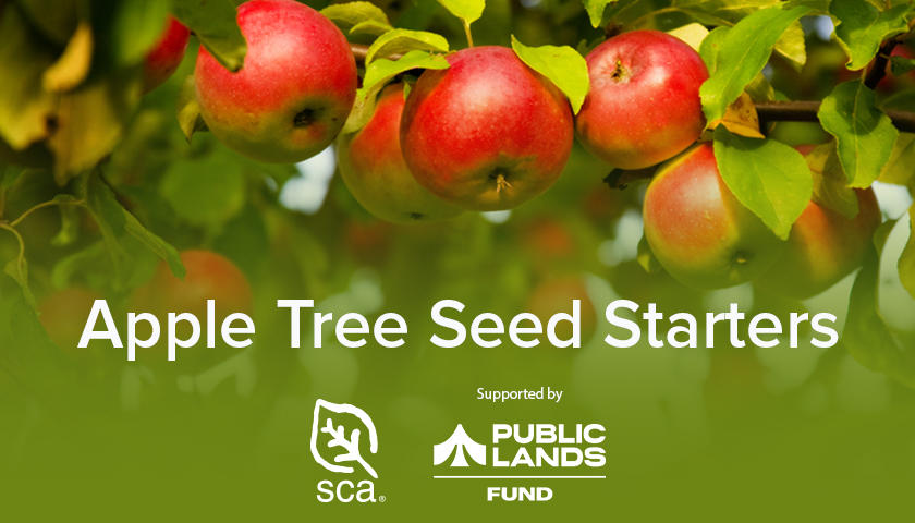 Apple Tree Seed Starters