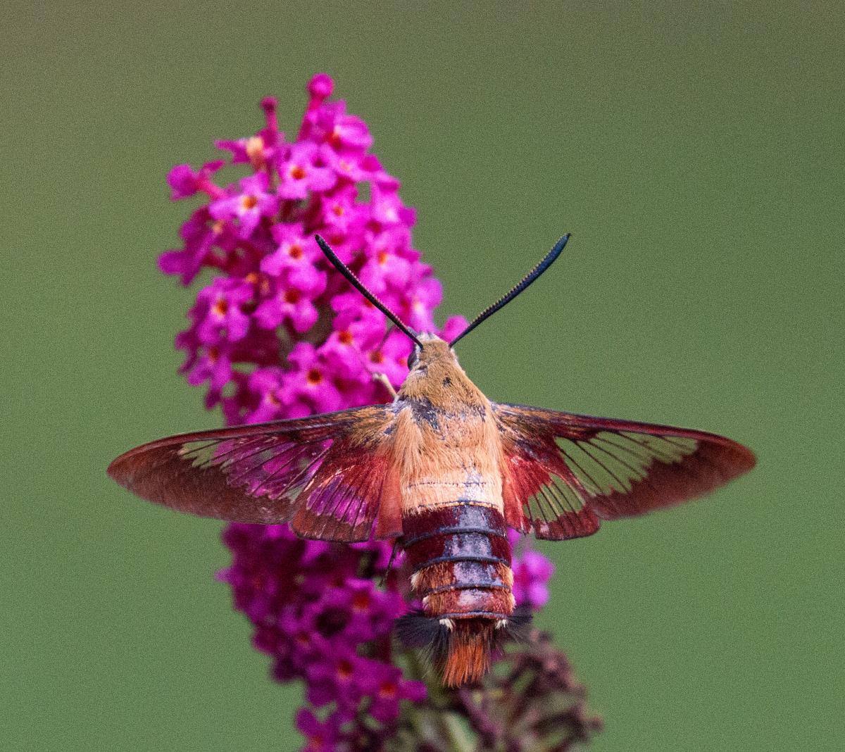 Hummingbird moth pollinating long-necked flower