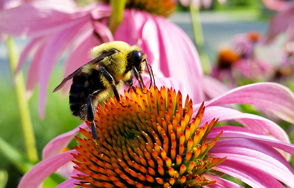 https://www.thesca.org/wp-content/uploads/archive/public/pictures/Pollinator_Paradise_1.jpg