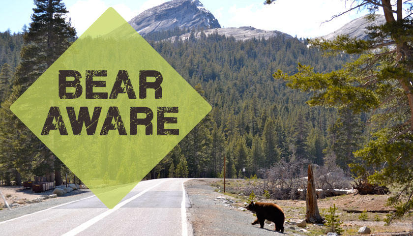 SCA’s Black Bear Awareness Guide