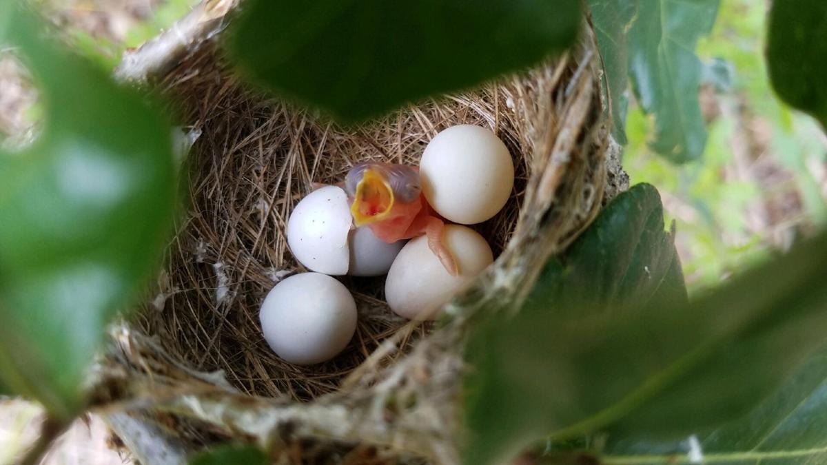 Biologists Observe Rare Birds with Nest Cams